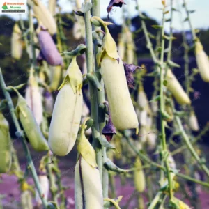 crotalaria-spectabilis-02