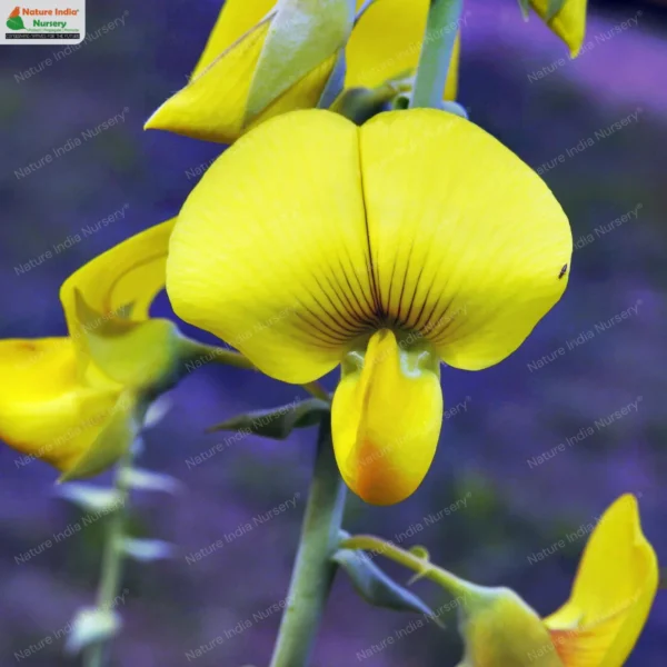 crotalaria-spectabilis-17