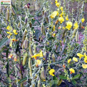 crotalaria-spectabilis-25