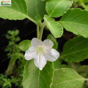 Ruellia prostrata
