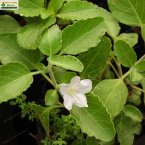 ruellia-prostrata-02