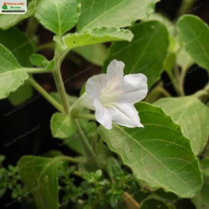 ruellia-prostrata-03