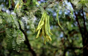 Expert committee to assess impact of invasive alien species on biodiversity