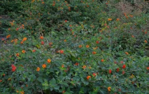 Unabated Lantana camara invasion in Himachal needs swifter, more rigorous response