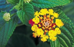 Save our forests: an ‘SOS’ against the invasive lantana camara