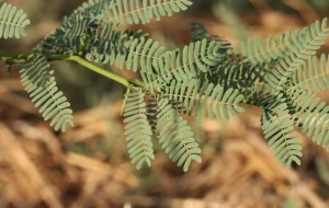 India’s natural areas losing 15,500 sq km a year to fast-spreading invasive species