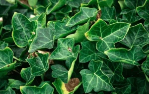 Invasive plants devouring 15,500 sq km every year: How can India fight back?