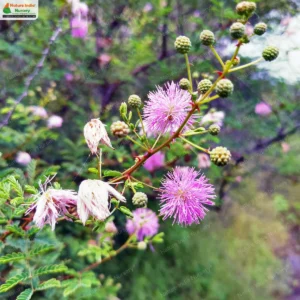 Mimosa prainiana