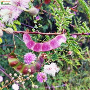 mimosa-prainiana-06