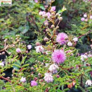 mimosa-prainiana-07