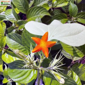 Mussaenda frondosa