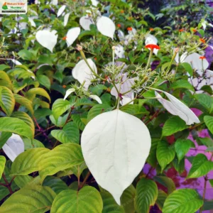 mussaenda-frondosa-02
