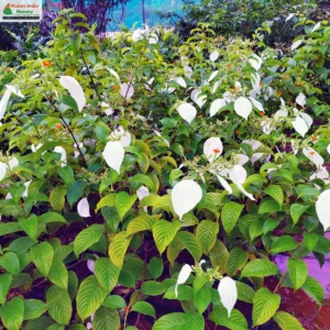 mussaenda-frondosa-03