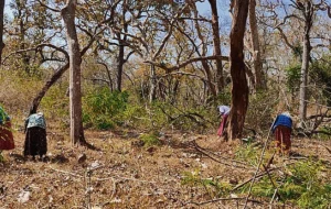 India faces ecological emergency as invasives surge