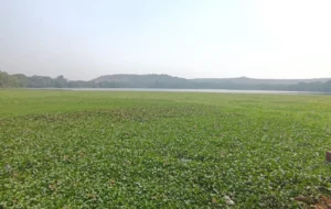 Top 5 invasive plant species disrupting India’s ecosystems
