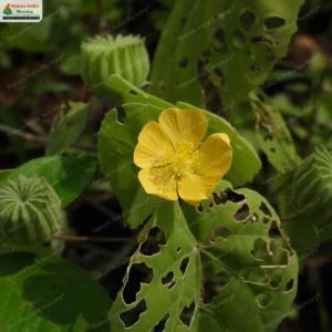 Abutilon indicum
