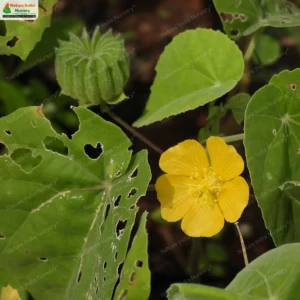 abutilon-indicum-02
