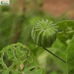 abutilon-indicum-03