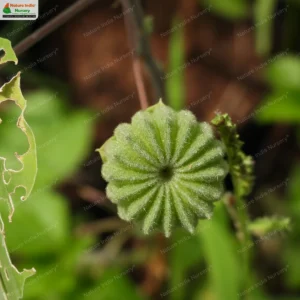abutilon-indicum-04