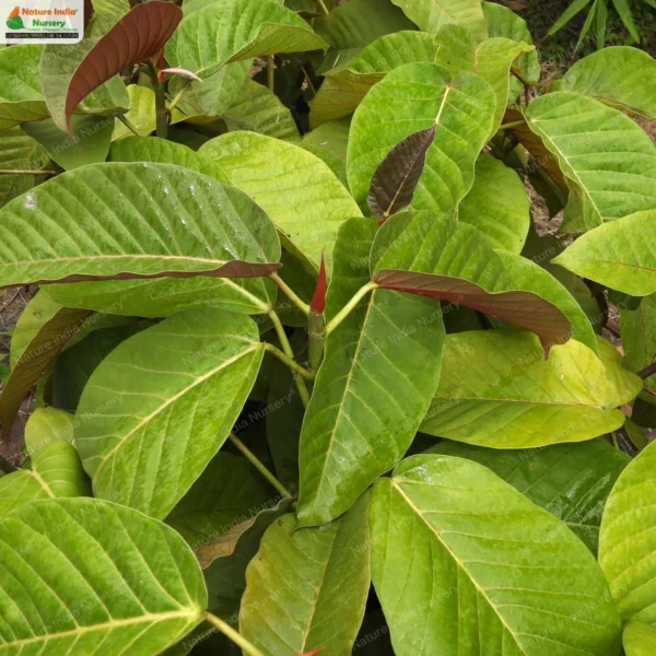 ficus-dalhousiae-01