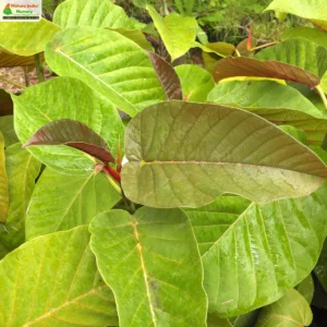ficus-dalhousiae-02