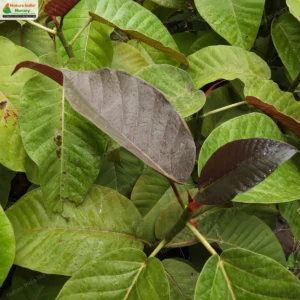 ficus-dalhousiae-05