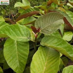ficus-dalhousiae-06