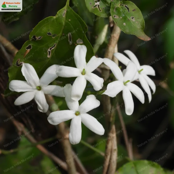 jasminum-flexile-01