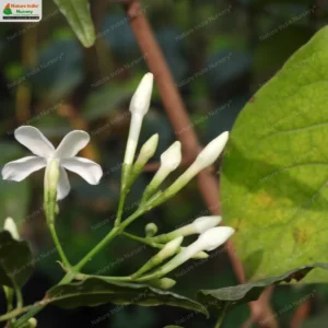 jasminum-flexile-02