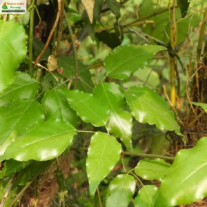 jasminum-flexile-03