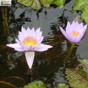 Nymphaea nouchali