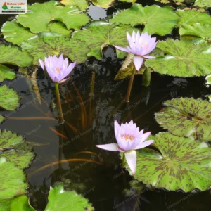 nymphaea-nouchali-02