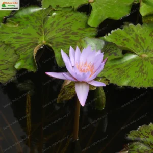 nymphaea-nouchali-03