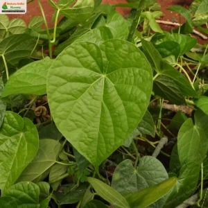 Tinospora crispa