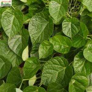 tinospora-crispa-02