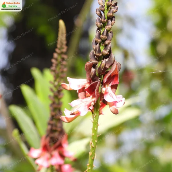 indigofera-zollingeriana-01