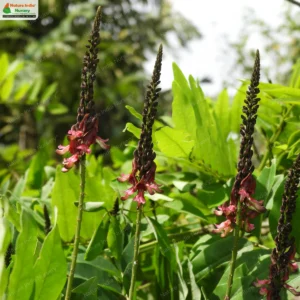 indigofera-zollingeriana-02