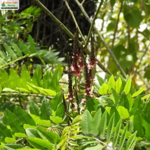 indigofera-zollingeriana-03