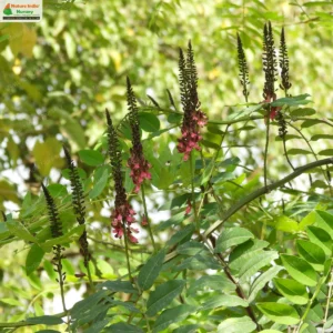 indigofera-zollingeriana-04