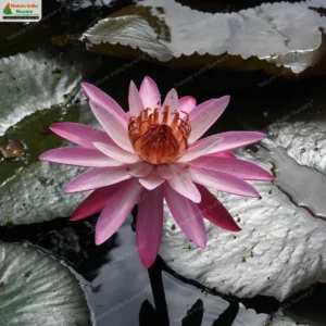 Nymphaea pubescens