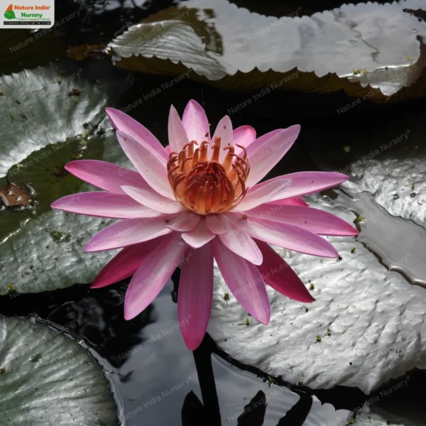 nymphaea-pubescens-pink-01
