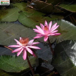 nymphaea-pubescens-pink-02