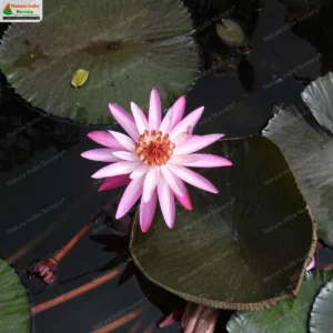 nymphaea-pubescens-pink-04