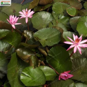 nymphaea-pubescens-pink-05