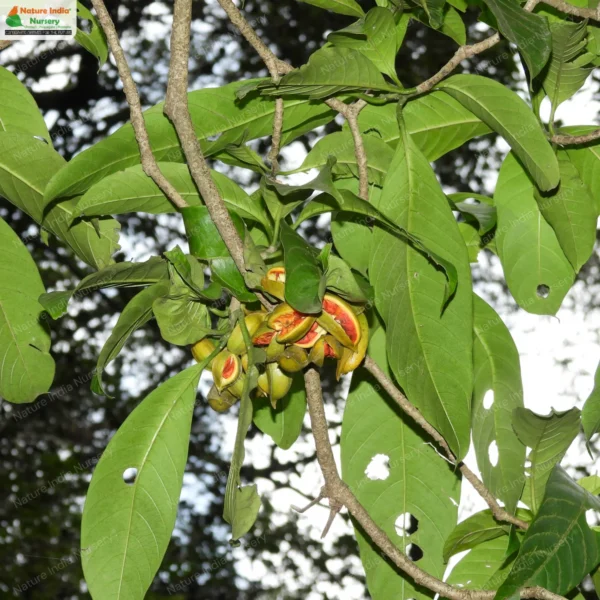 tabernaemontana-alternifolia-01