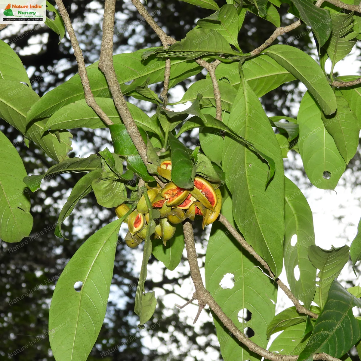Tabernaemontana alternifolia