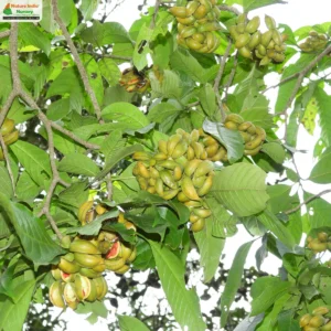 tabernaemontana-alternifolia-02