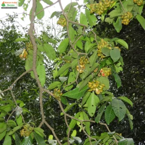 tabernaemontana-alternifolia-03